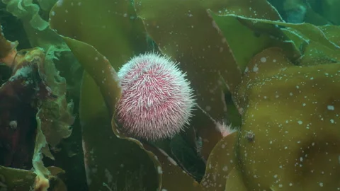 Sea urchin on kelp 스톡 동영상 136537156