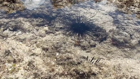 Sea urchin at low tide Video stock 104045995