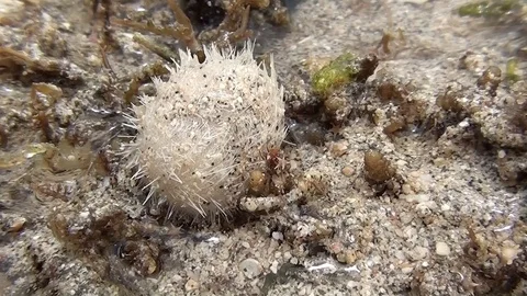 Sea urchin at low tide Video stock 104046052