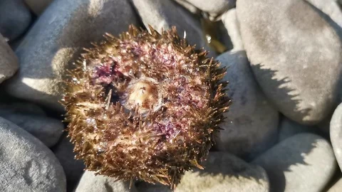 Sea urchin lying on a rocky shore and wiggling needles. Video stock 113687041