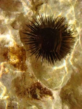Sea urchin macro background fine art Stock Photos