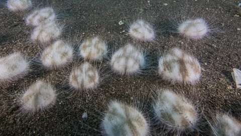 Sea urchin mass aggregation time lapse crawling on the sea floor Vidéo 95422969