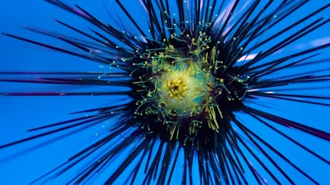 Sea urchin needles sharp poisonous dangerous sucker feet tentacles Stock-Footage 295875400