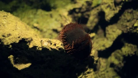 Sea Urchin on Night Dive Stock Footage