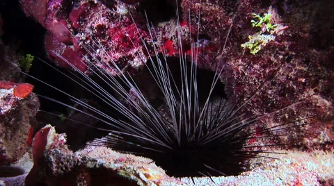 Sea urchin at night on the sea reef. Stock-Footage 59182269
