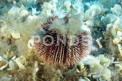 Sea Urchin Stock Photos