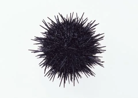 Sea Urchin Stock Photos