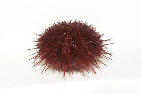 The sea urchin. Stock Photos