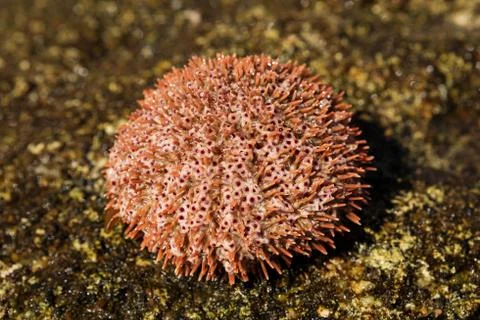 Sea urchin Foto stock