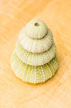 Sea urchin Stock Photos