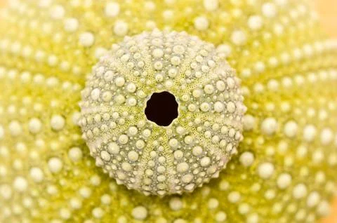 Sea urchin Stock Photos