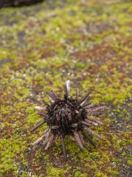 Sea Urchin Stock Photos