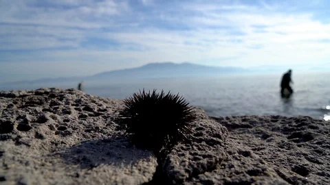Sea urchin on rocks while someone harvesting at the background, su01 Stock Footage 106610135