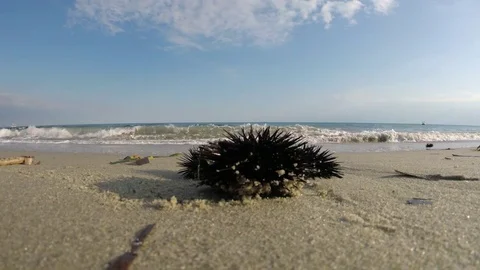 Sea urchin on the sandy beach Stock Footage 80592948