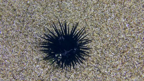 Sea Urchin on the sandy bottom. Stock Footage 172219064