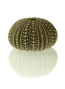 Sea urchin shell and reflection isolated over white Stock Photos