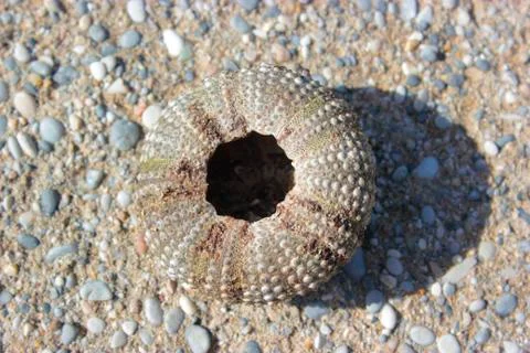 Sea-urchin shell back view Stock Photos