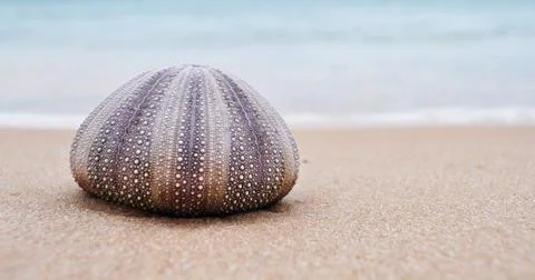 Sea Urchin Shell on Beach Stock Photos