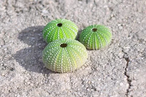 Sea Urchin Shell Conch Stock Photos
