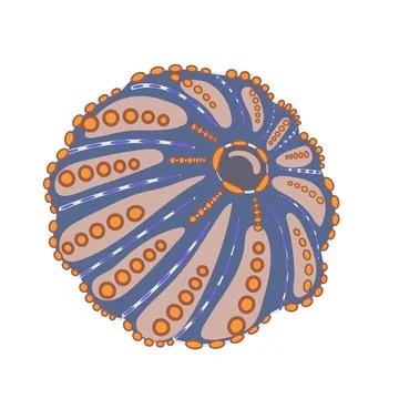 Sea urchin shell. Hand-drawn seashell Stock Illustration
