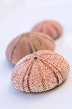 Sea urchin shell Stock Photos