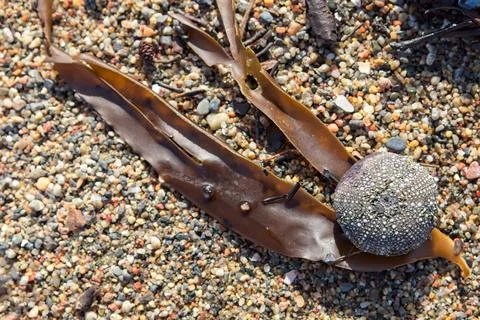 Sea urchin shell. Foto stock