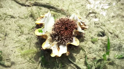 Sea ​​urchin in shell static camera view. Stock Footage 60580111