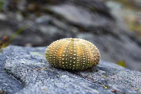 Sea urchin shells and shells Stock Photos