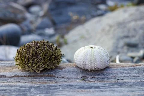 Sea urchin shells and shells Stock Photos