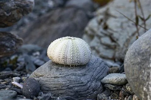 Sea urchin shells and shells Stock Photos