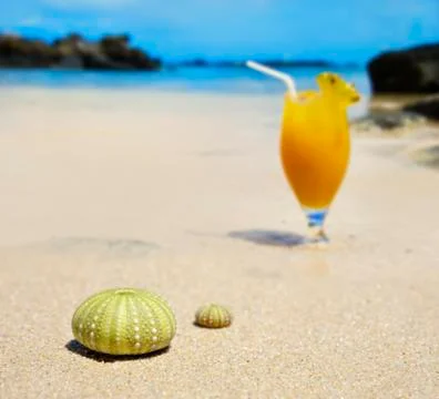 Sea urchin shells on the beach with a fresh fruit cocktail in the background Stock Photos