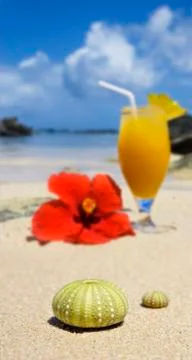 Sea urchin shells on the beach with a fresh fruit cocktail in the background Stock Photos