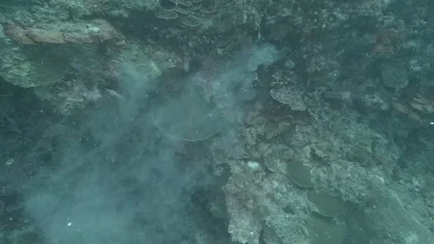 Sea Urchin Spawning Video stock 314025063