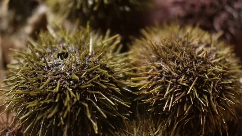 Sea urchin stirs needles,timelapse,close-up,macro view.Seafood 库存影片 121693825