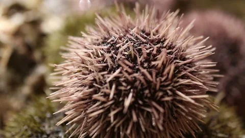 Sea urchin stirs needles,timelapse,close-up,macro view.Seafood Video stock 121693827