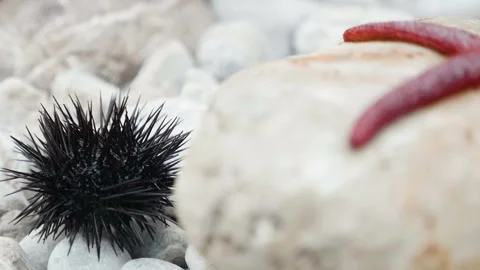Sea urchin on a stone Stock Footage 87474638