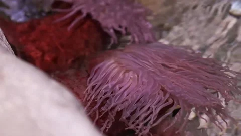 Sea urchin tentacles flow with the top of the water line close up Video stock 145682346