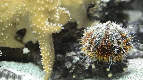 Sea-urchin under water Stock Footage 66243901