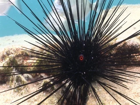 Sea urchin underwater close up Stock Footage 101185452