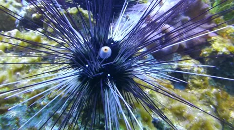 Sea urchin walking on corals Stock Footage 51662350