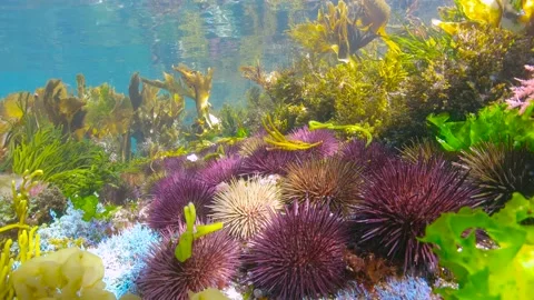 Sea urchins and algae in the ocean shallow underwater seascape Stock Footage 167200721