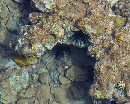 Sea urchins on the bottom of the sea under corals. Flora and fauna of the Red Stock Photos