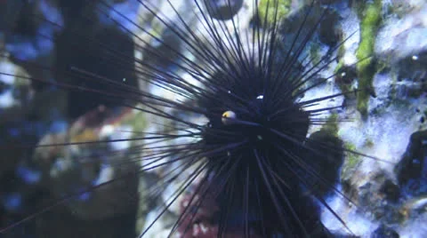 Sea urchins Stock Footage 22554317
