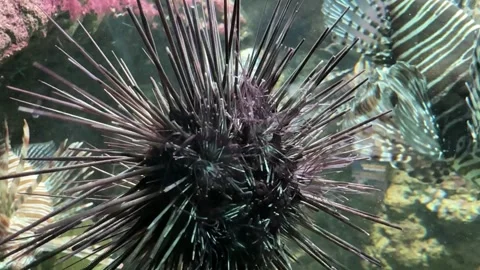 Sea ​​urchins Stock Footage 274237459