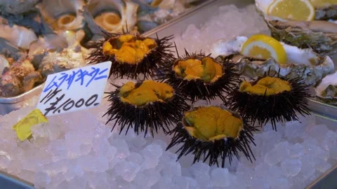 Sea Urchins Inside The Biggest Fish Market In Tokyo, Japan Stock Footage 158991082