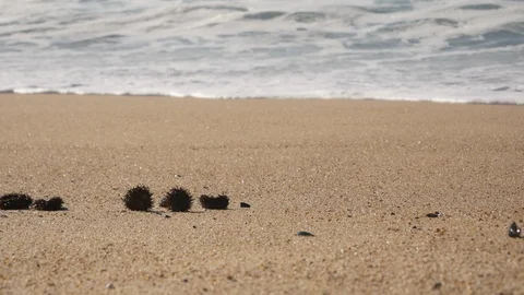Sea urchins lying on the sandy beach with waves in background Stock Footage 104464045