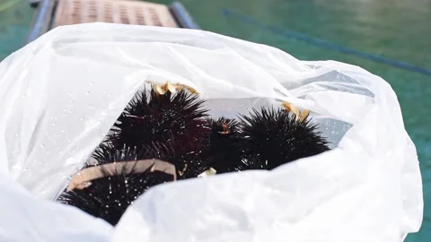 Sea urchins in plastic bag. Stock Footage 137673476