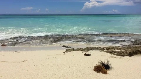 Sea urchins & seaweed at the Caribbean shore. Dominican Republic. Stock Footage