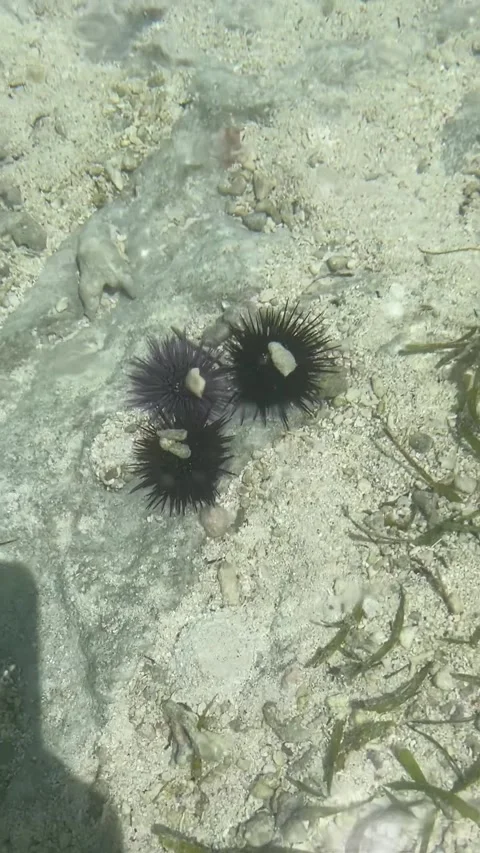 Sea urchins with shell camouflage shallow clear water Zanzibar HD vertical 스톡 동영상 342148228