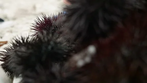 Sea urchins on a stone Stock Footage 87474729